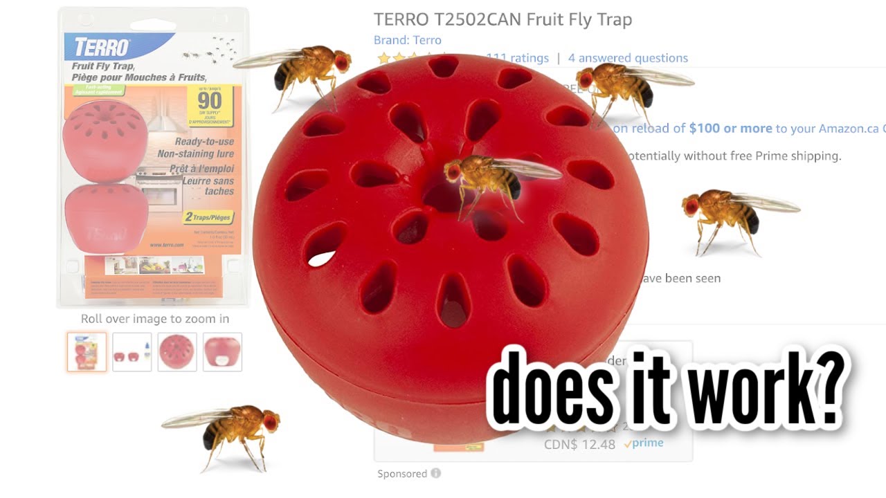 TESTING THE #1 FRUIT FLY TRAP ON AMAZON (TERRO) | DOES IT WORK?