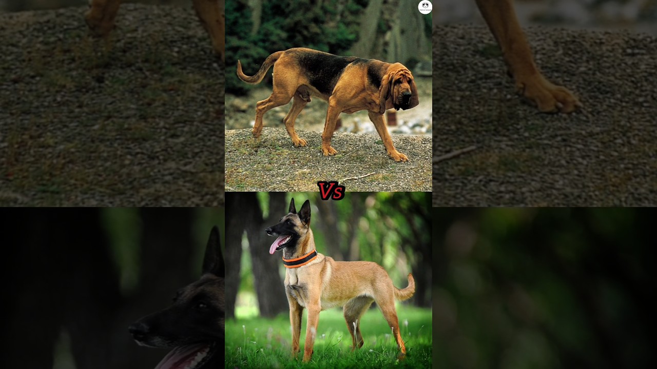 Schipperke vs Belgian sheepdog vs Belgian tervuren vs Belgian malinois vs Bloodhound lbs comparison