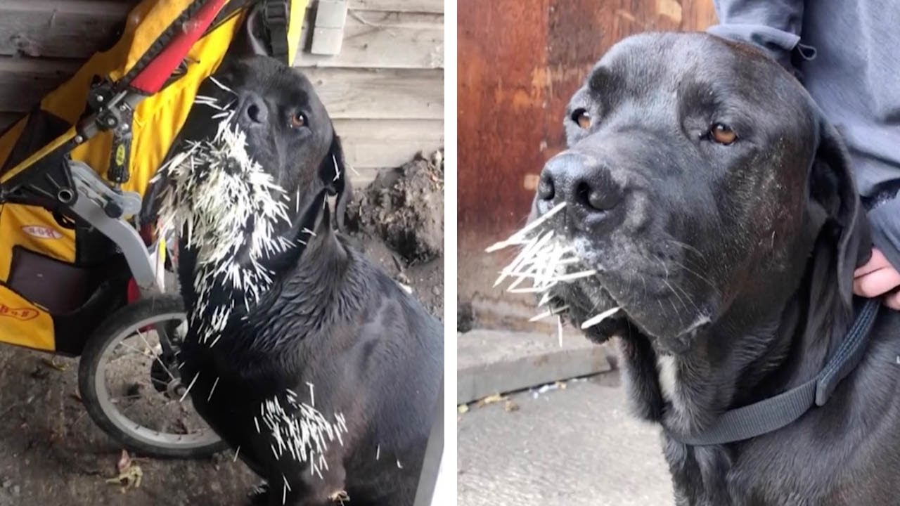 Dog Gets 500 Quills Removed After Being Attacked By Porcupine