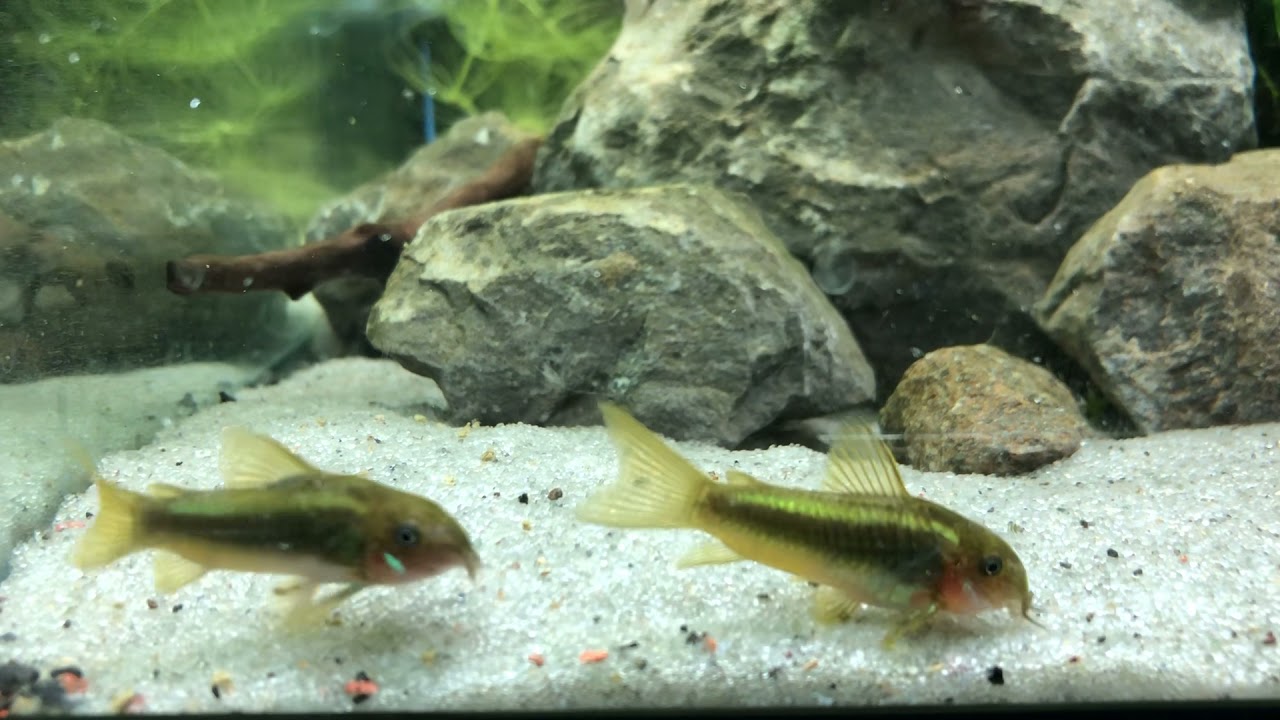 Corydoras CW009 green laser