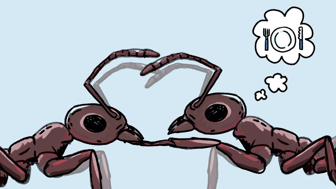 Comment les fourmis communiquent ? - Curionautes des sciences