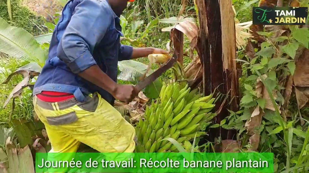 Récolte de la banane plantain