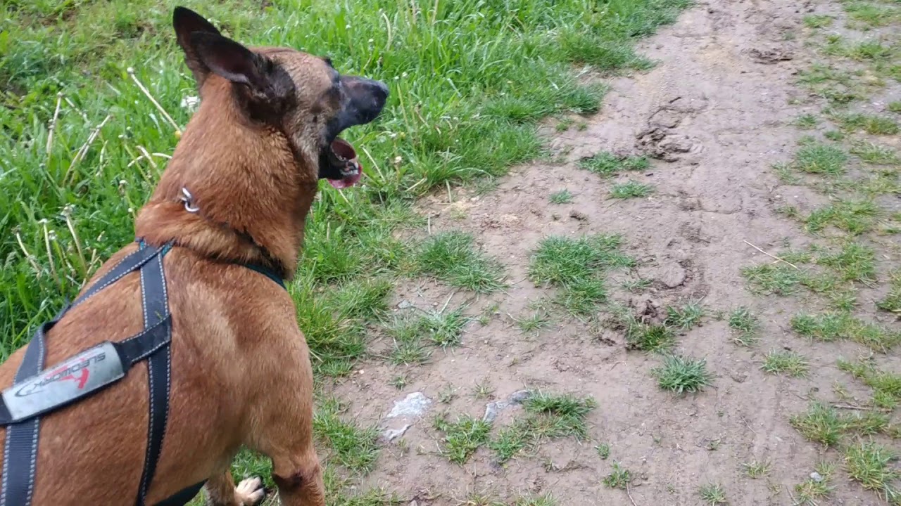 Dogscooter Training