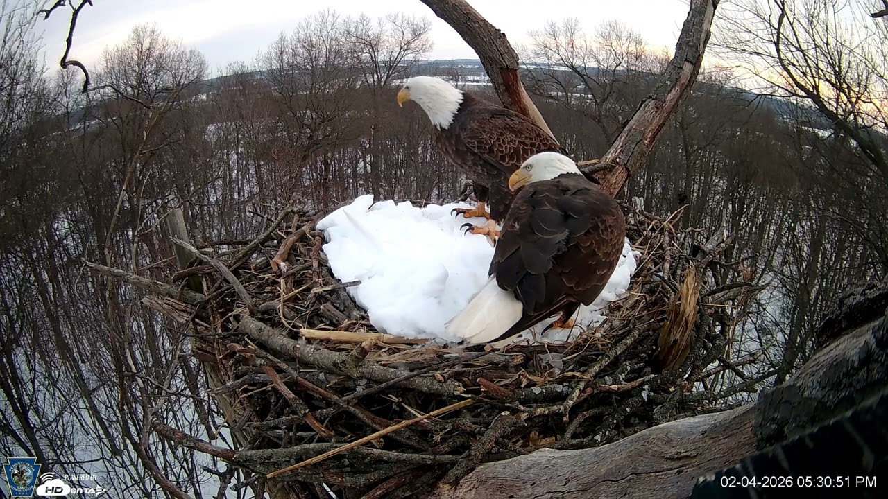 Hanover Eagles Live Cam   HDOnTap — Mozilla Firefox 2026 02 04 17 29 10