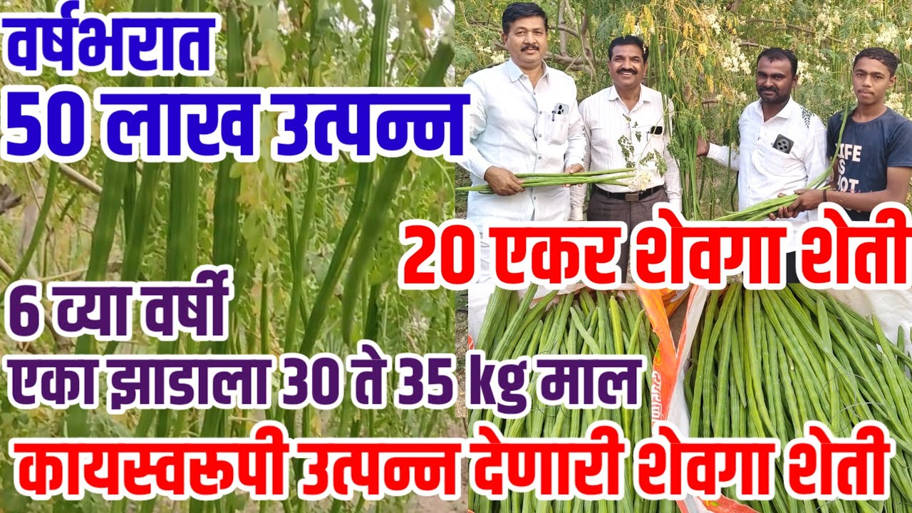 20 एकर shevga,वर्षभरात 50लाख उत्पन्न,6व्या वर्षी एक झाड 30 ते 35Kgमाल,कायमस्वरूपी उत्पन्न,शेवगा_शेती