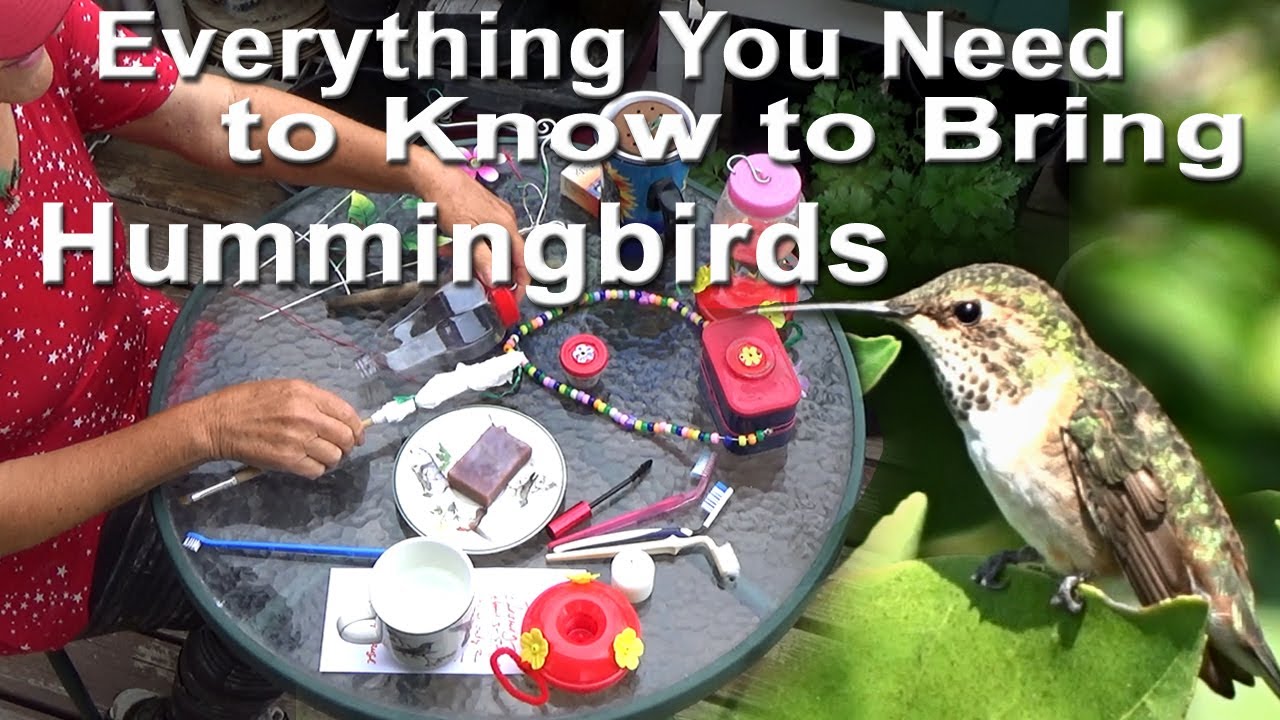 BEST Ways to Attract HUMMINGBIRDS Cleaning TIPS & Easy Recipe, Feeders SEE TAME Mom & NEST of BABIES