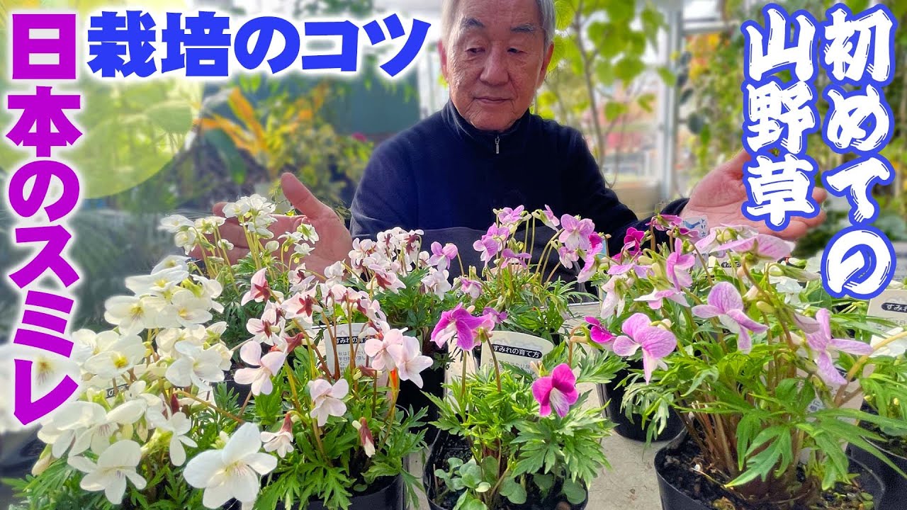 【初めての山野草】日本のスミレの品種紹介と管理や増やし方【花と緑のグリーンバレイ】