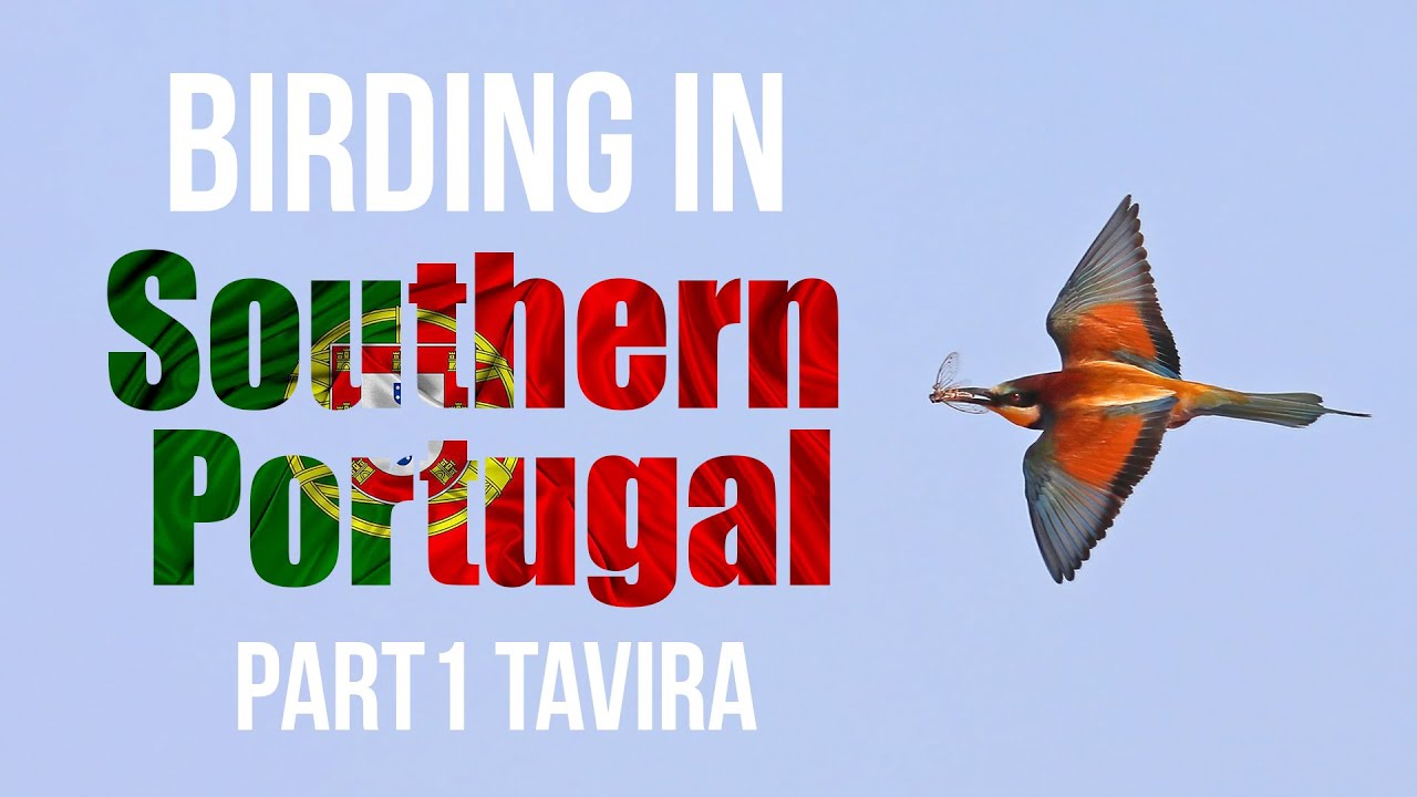 Birding in Southern Portugal Part1: Tavira 03-05/07/2024 Algarve