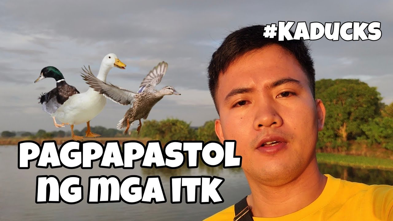 EP86 - PAGPAPASTOL NG MGA ITIK TIPS #kaducks