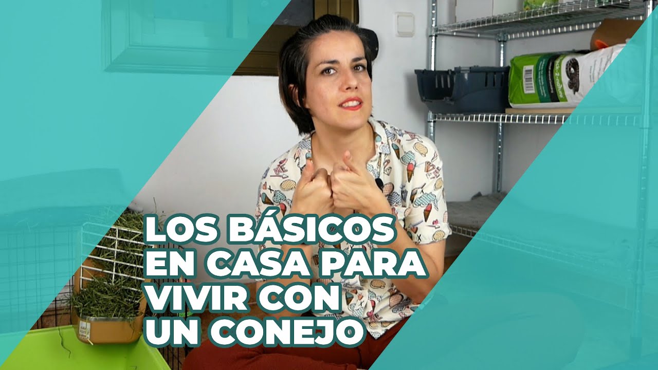 Básicos En Casa Para Vivir Con Un Conejo