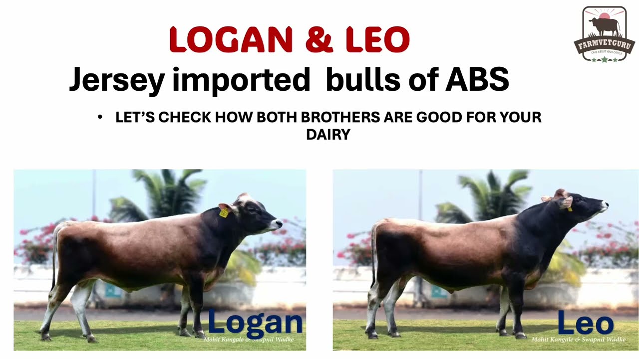 ABS Leo vs Logan:Jersey Imported Bull Brothers Boosting Farm Productivity!