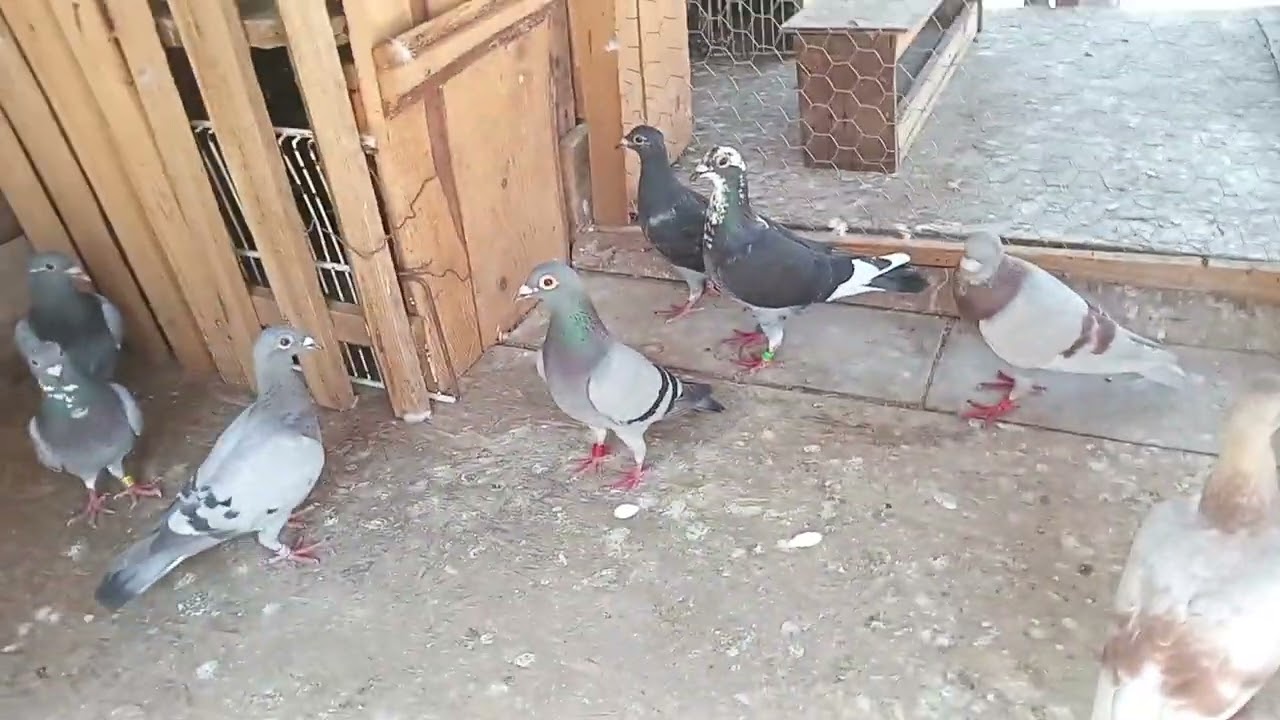 Mam razgândit nu mă mai las de porumbei