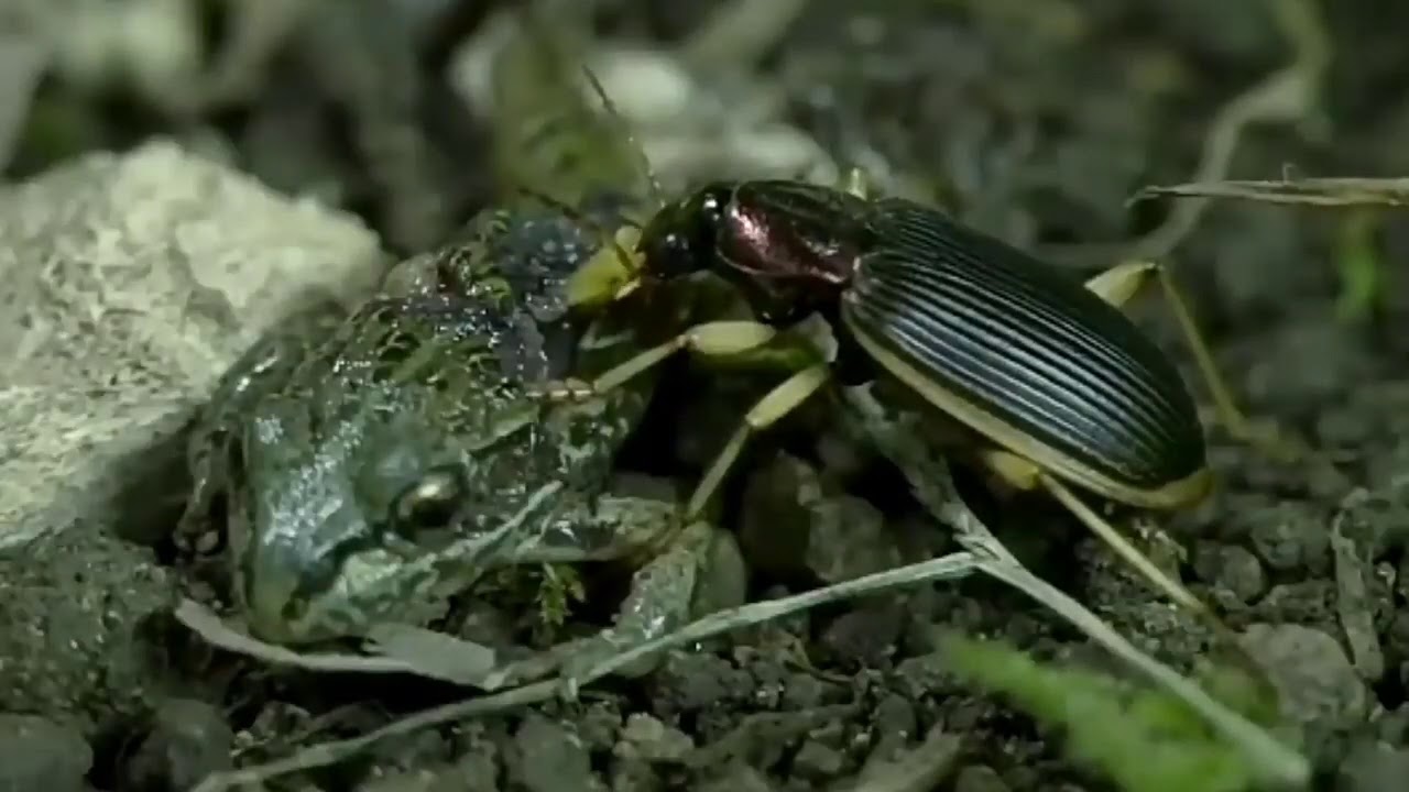 Dangerous  Epomis attacking frog