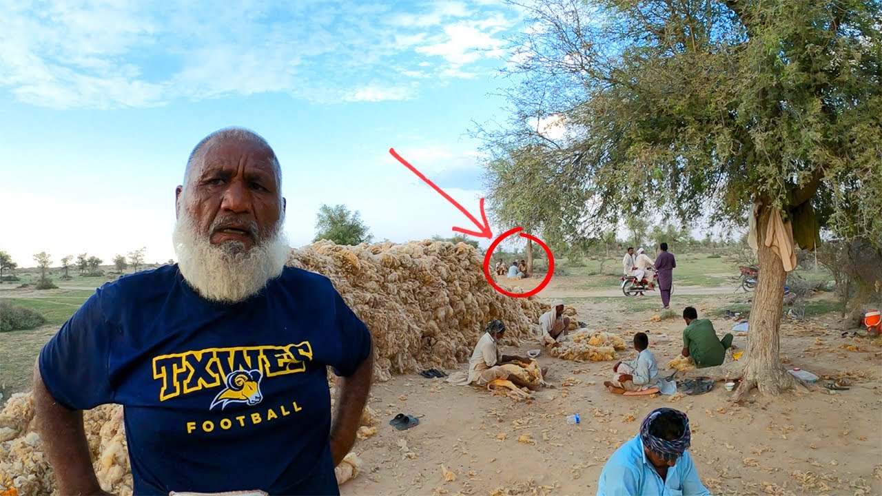 Sheep Shearing for wool || Primitive peoples of Cholistan Desert || wool harvesting