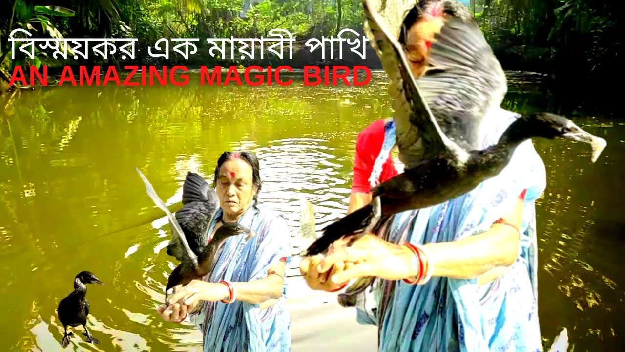 Fearless Bird Magic: Close Interaction with Human