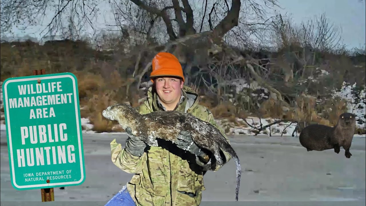 Trapping Public Land River Otters in Iowa.