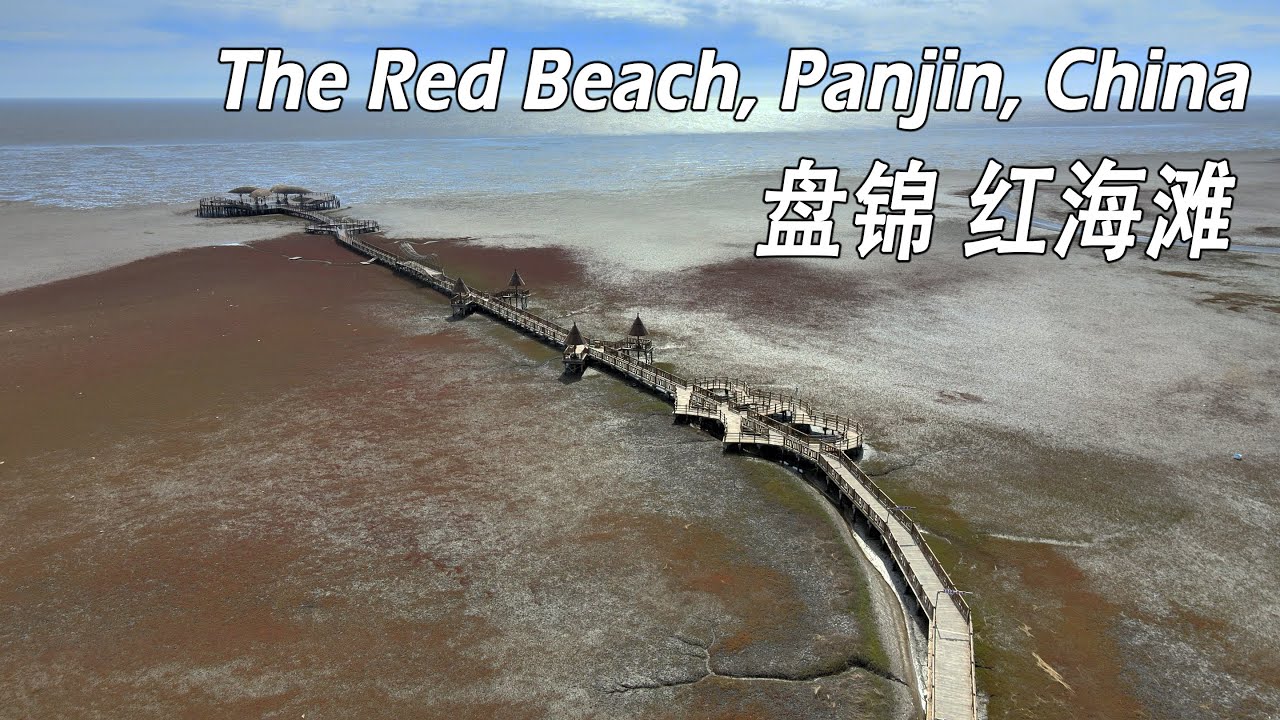 [4K] Panjin Red Beach: Exploring the Beauty of the northmost coastline in China