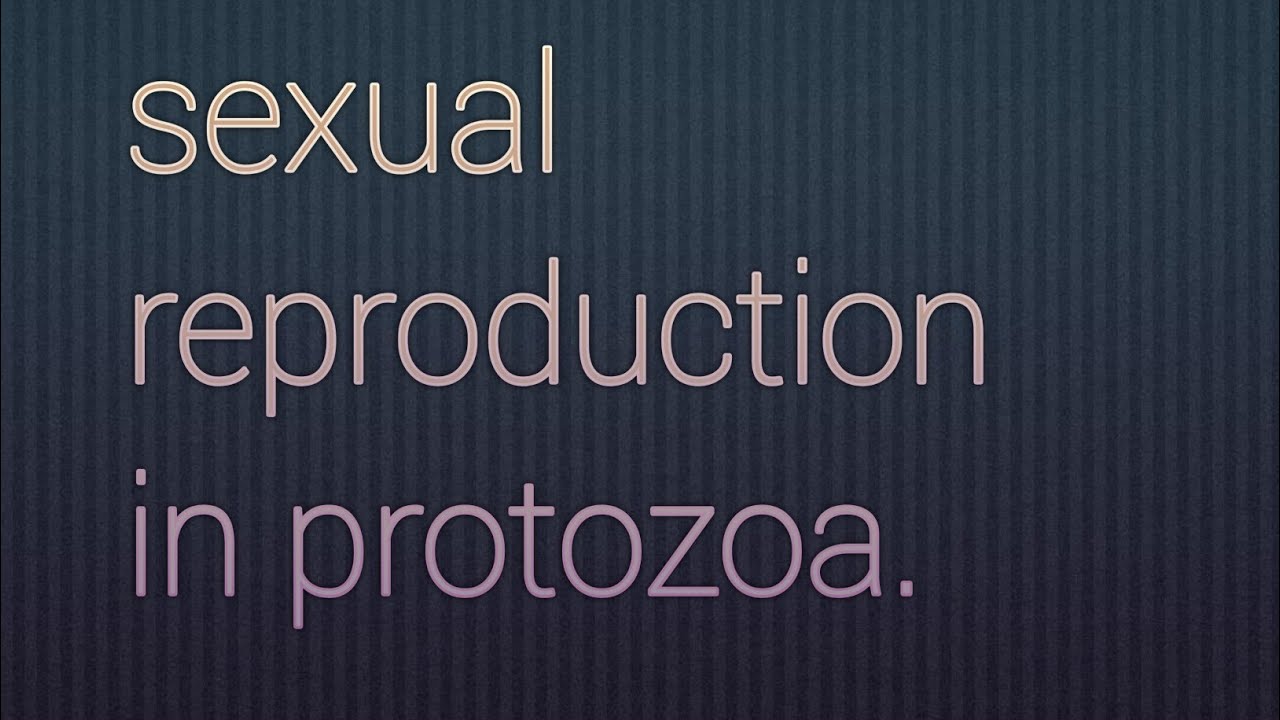 sexual reproduction in protozoa.