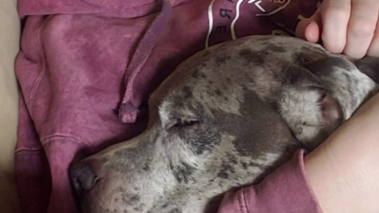 Witnesses say Eastpointe dog shot multiple times, killed by neighbor wasn’t being aggressive