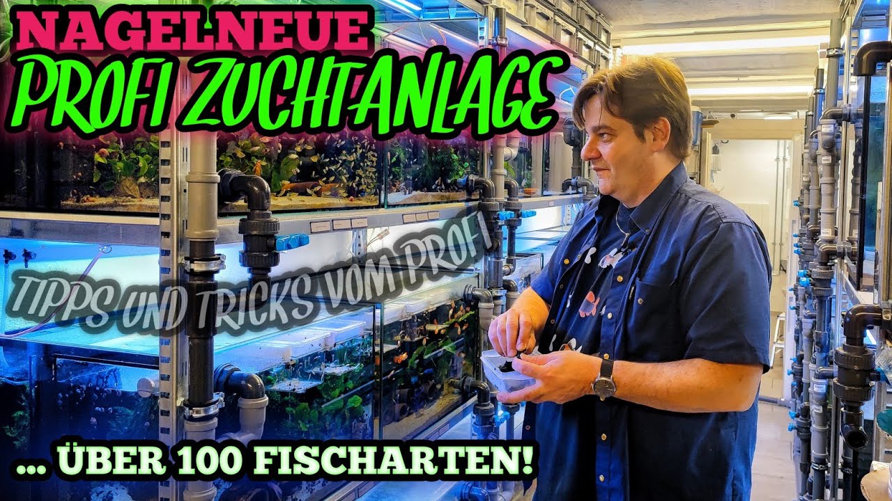 PROFI ZIERFISCHZÜCHTER zeigt uns seine neue ZUCHTANLAGE