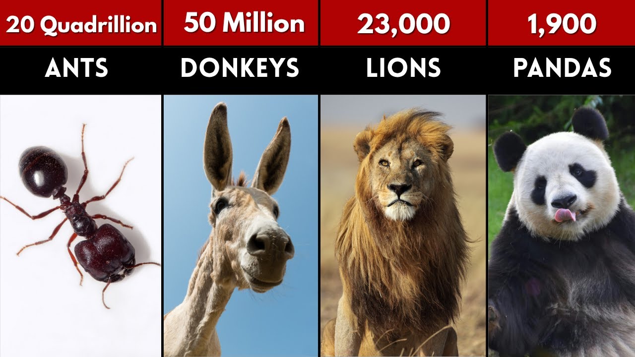 How Many Animals are in the World? | Top 50 Animal Populations | Animal Population Comparison 2025