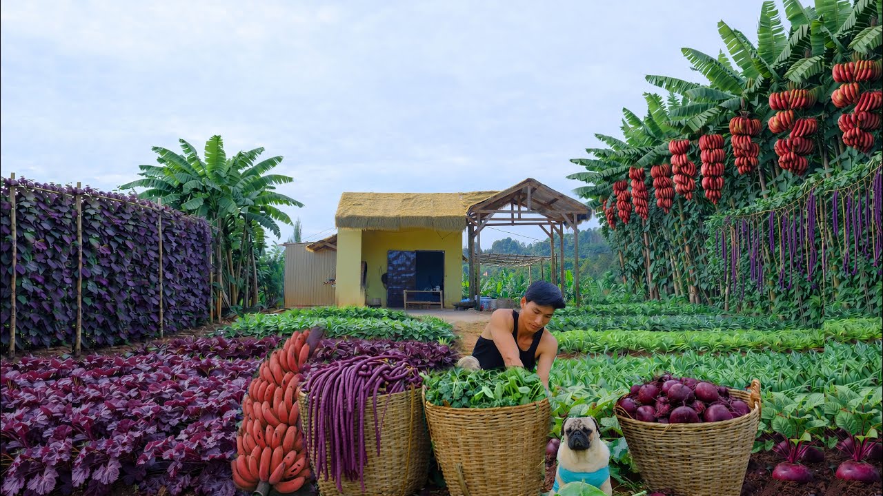 Harvests A Vegetable, Fruit Garden After 50 Days – Sell At The Market, Cook – Farm Life Of Chairman