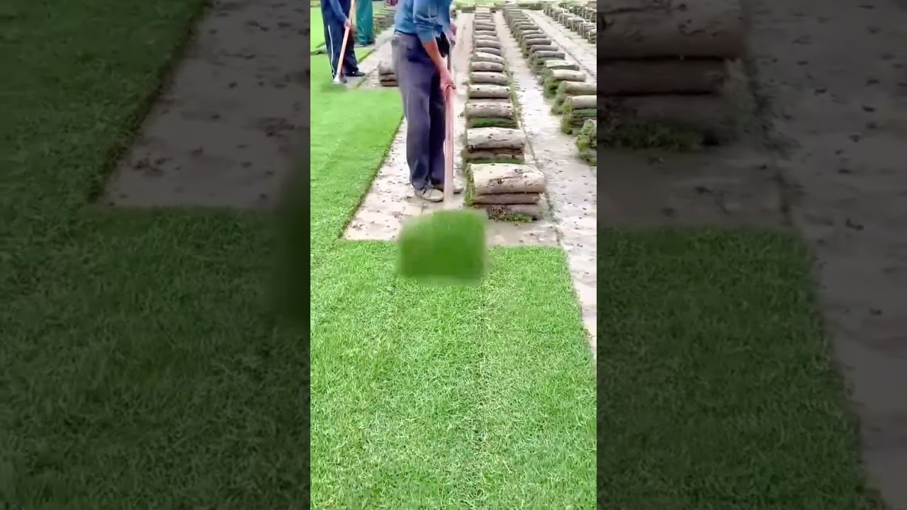 Grass Sod Installation Process Using Manual Rolling Method