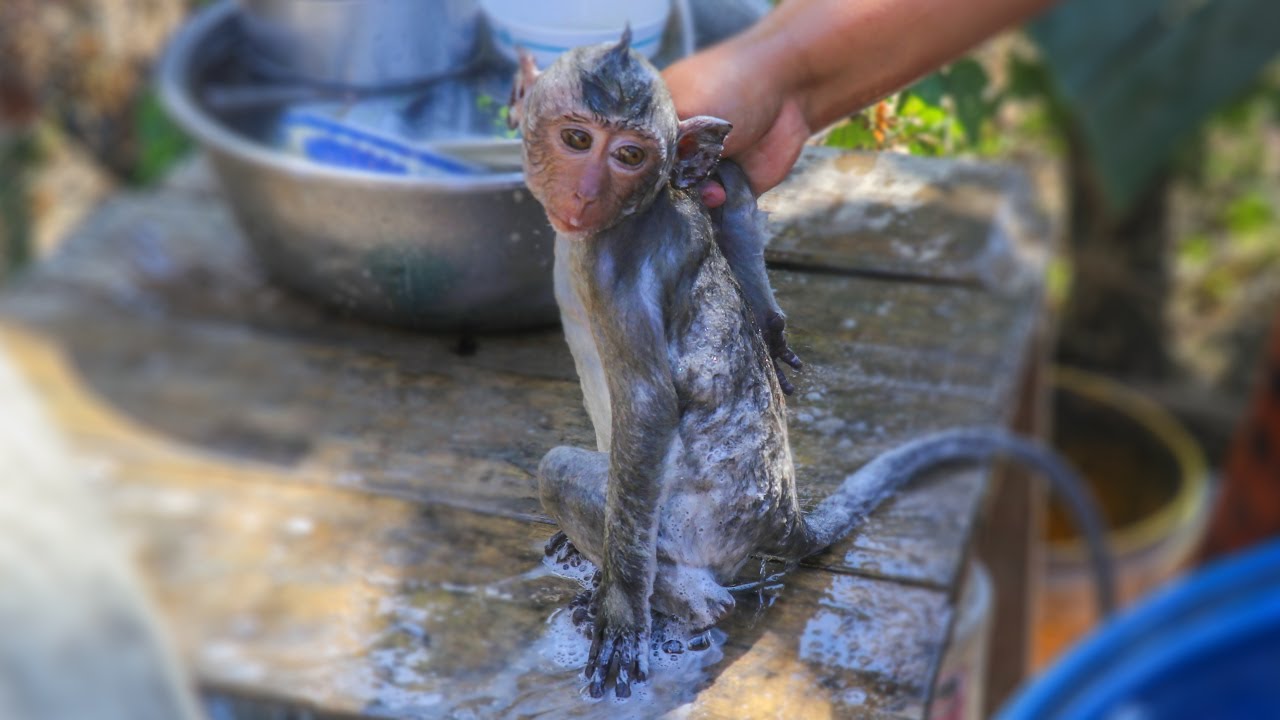 Baby Monkey Jojo Taking Bath After Poop On Mommy