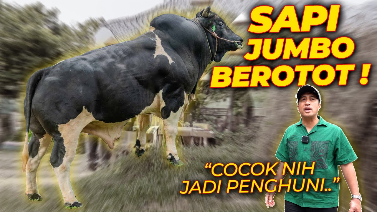 INI TEMPAT GW KENAL SAPI JUMBO.. SEBELUM MAS HERMAWAN..!!