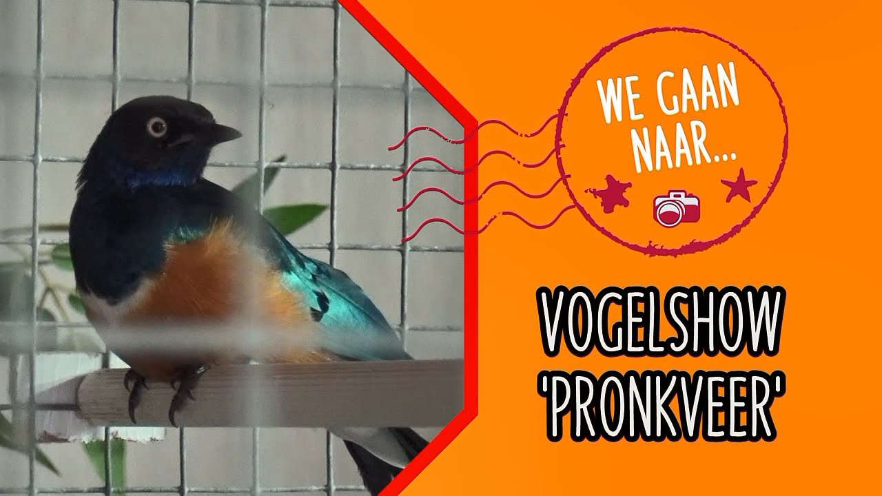 Vogelshow 'Pronkveer' 2022 (We gaan naar...) - Langstraat TV