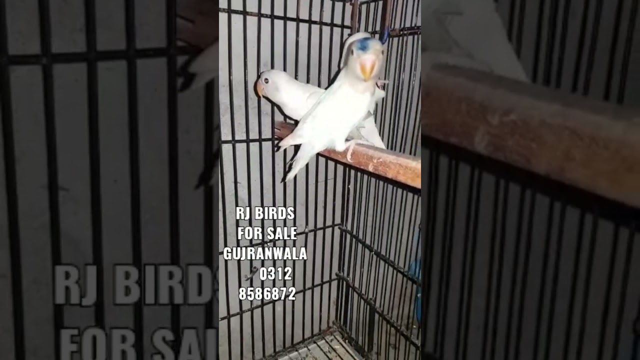 Love birds albino red eyes