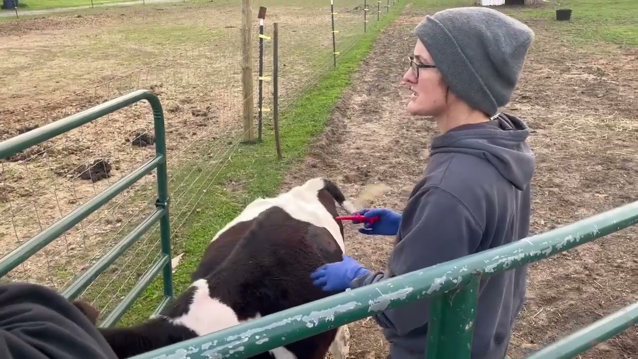 Bloat whistle aka trocar placement in a Holstein steer.