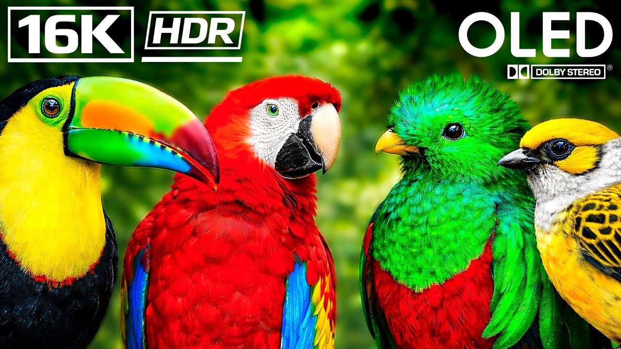 FEATHERS & DREAMS: Birds Of The World OLED Demo HDR 8K UHD 12K VIDEO Ultra HD Dolby Vision&trade; 60fps
