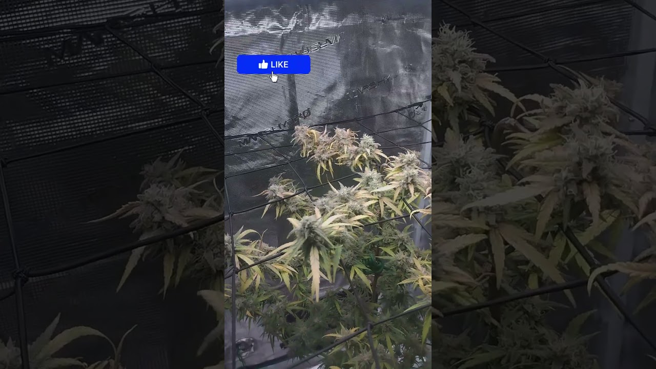 Final de Cosecha | Original Sensible Seeds - Tiramisú | Marshydro Ts-1000 |