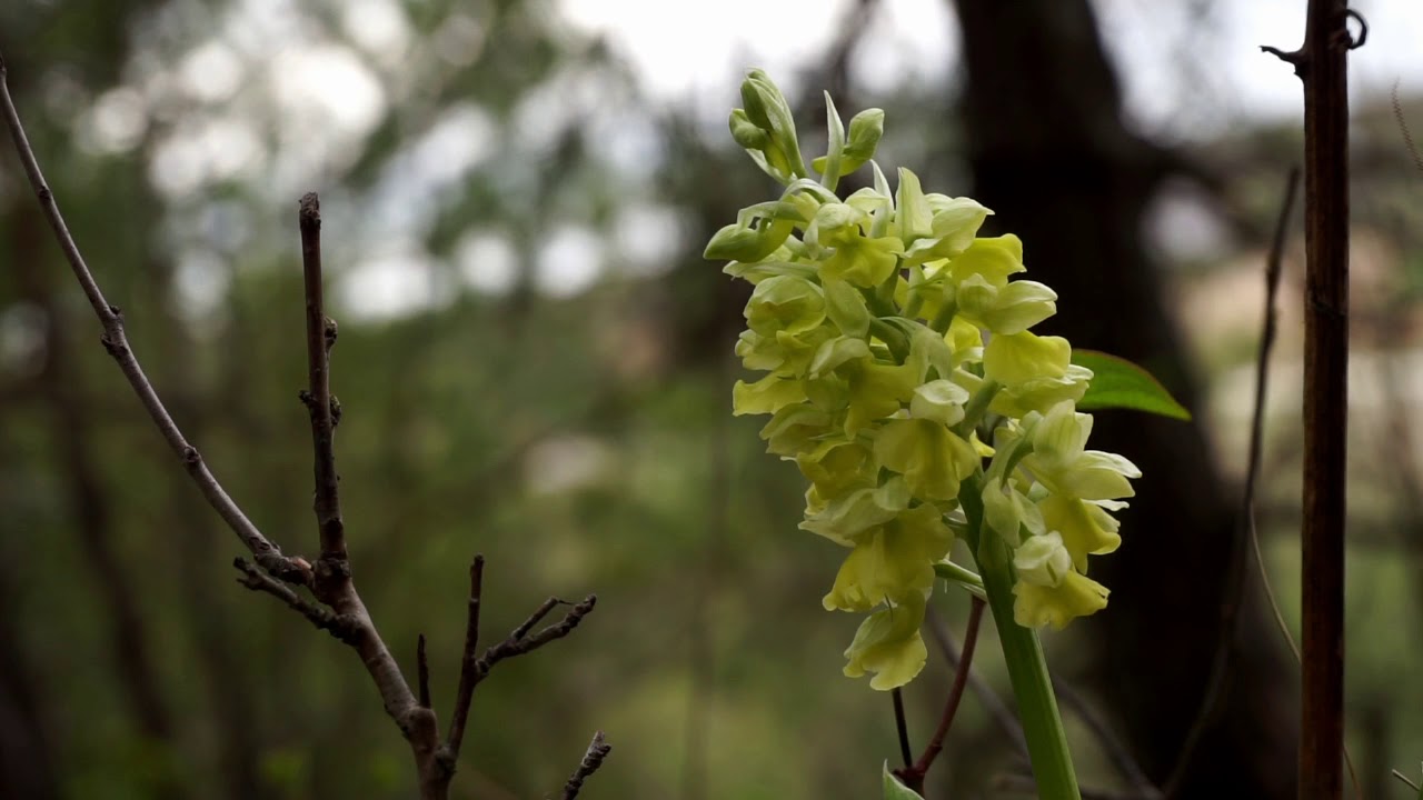 Wiosna! I got you :) [Orchis pallens, storczyk blady]