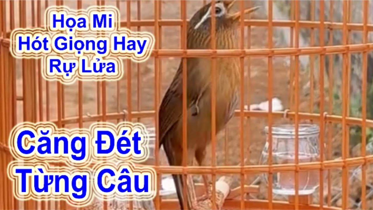 Họa Mi Hót Giọng Hay Rực Lửa – Căng Đét Từng Câu