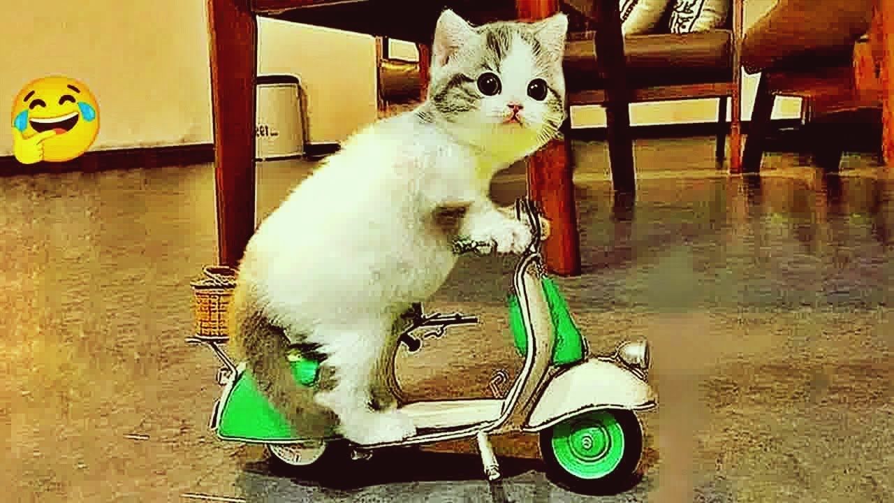 𝐅𝐮𝐧𝐧𝐢𝐞𝐬𝐭 𝐂𝐚𝐭𝐬 𝐚𝐧𝐝 𝐃𝐨𝐠𝐬 𝐖𝐢𝐥𝐥 𝐇𝐚𝐯𝐞 𝐘𝐨𝐮 𝐋𝐚𝐮𝐠𝐡𝐢𝐧𝐠 𝐇𝐲𝐬𝐭𝐞𝐫𝐢𝐜𝐚𝐥𝐥𝐲 😂𝐂𝐚𝐭𝐬 𝐚𝐧𝐝 𝐃𝐨𝐠𝐬 𝐕𝐢𝐝𝐞𝐨𝐬 🤣