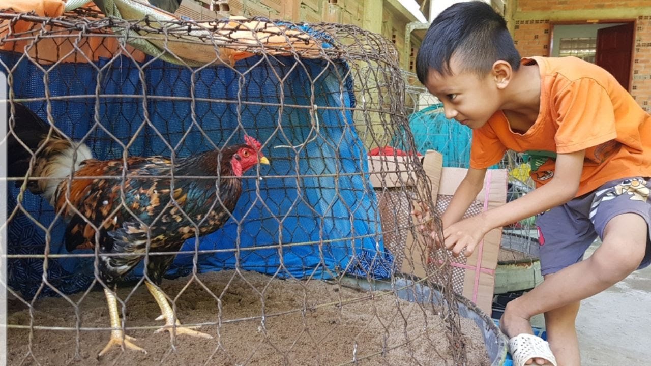 Buổi trưa náo nhiệt của các CHÚ CHIẾN KÊ 🐓 và bé Thiên Sơn 😄