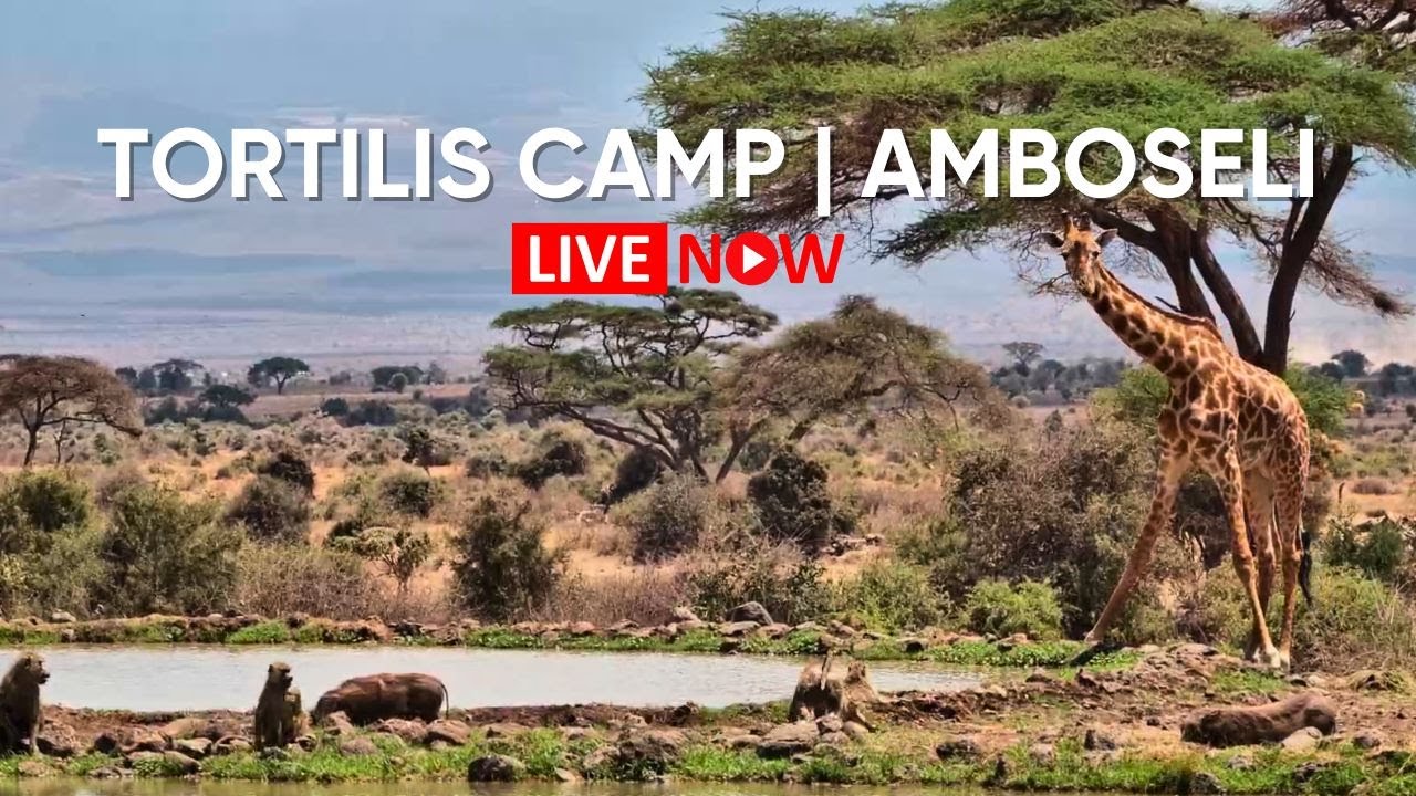 Live from Tortilis Camp | Amboseli Waterhole with Mount Kilimanjaro