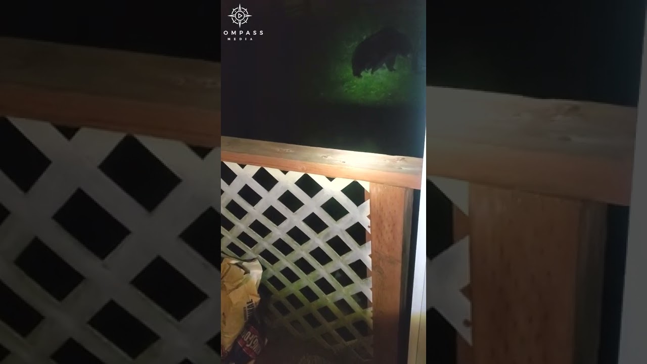 Bear Ignores Man's Request to Stop Wrecking Bins
