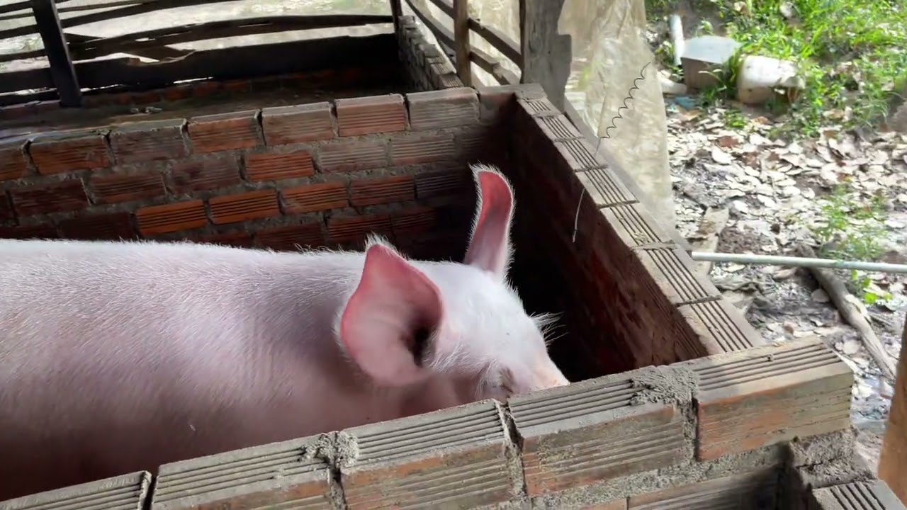 Important a big pig animal.