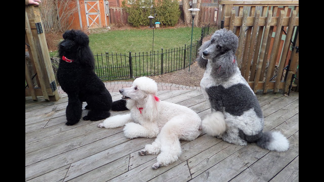 Boxing Day walk with the Poodles