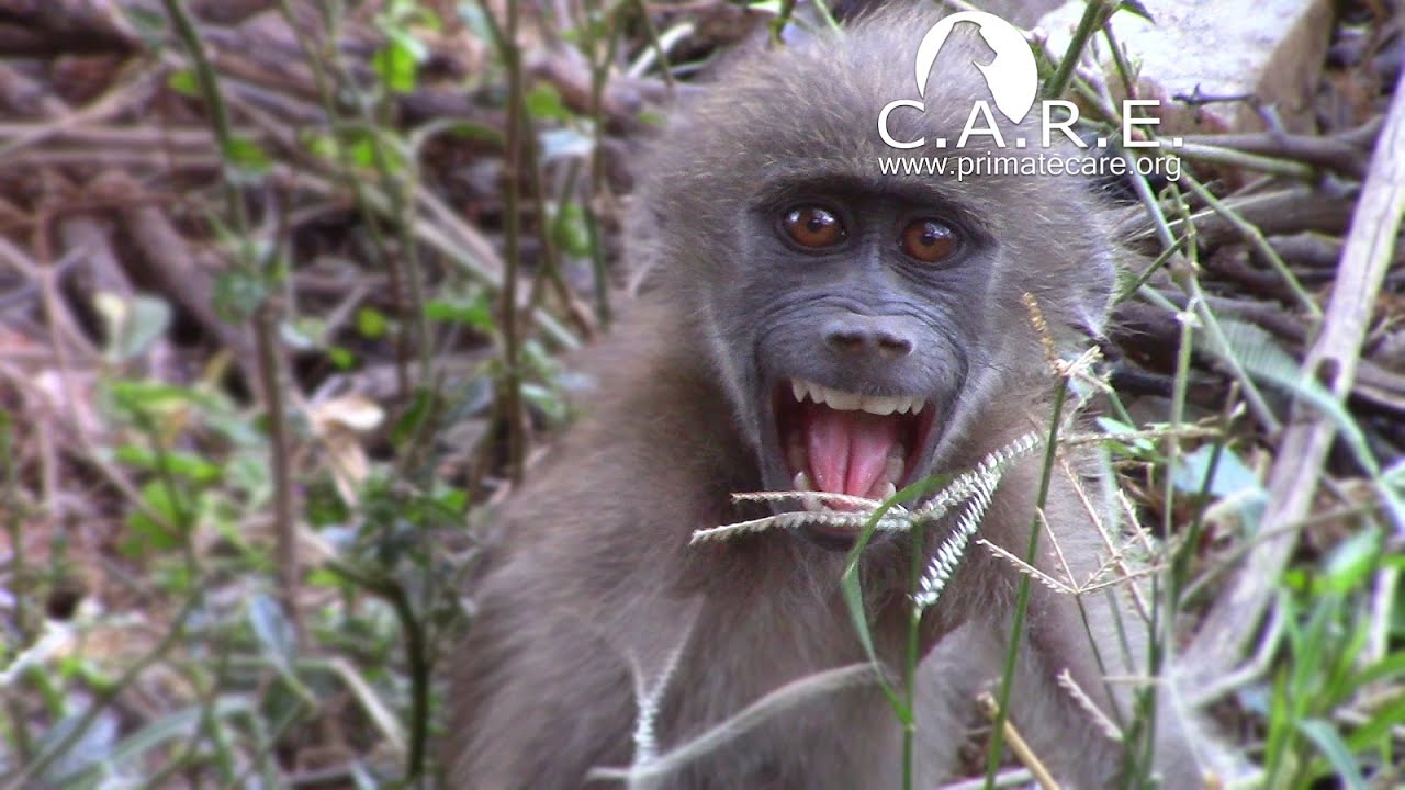 Baby Markiki Having Tantrums due to Weaning