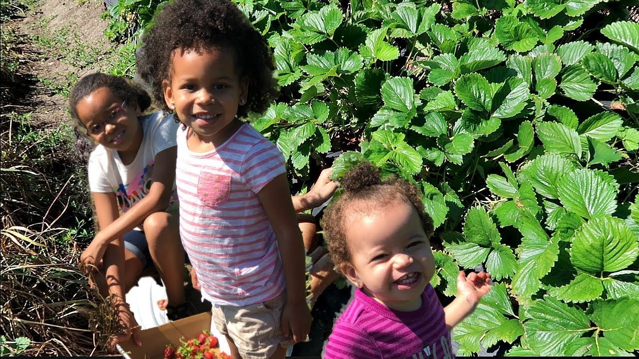 Berry Picking with 3 Little Girls!| Going Natural?!