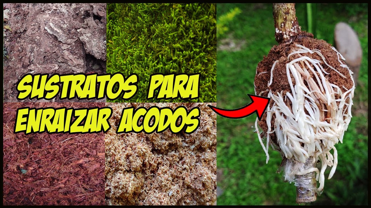 Qué sustratos usar para hacer acodos aéreos - enraíza de todo