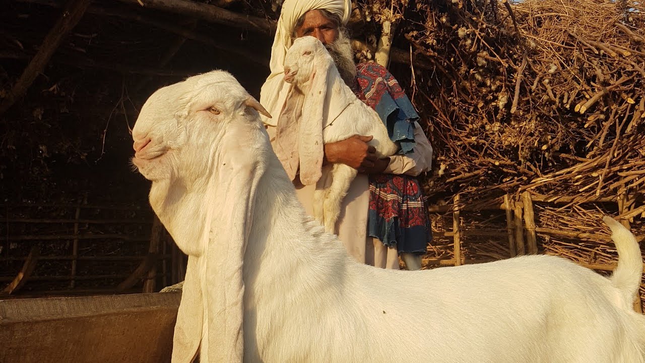 Gulabi Goat Farming  |Documentary