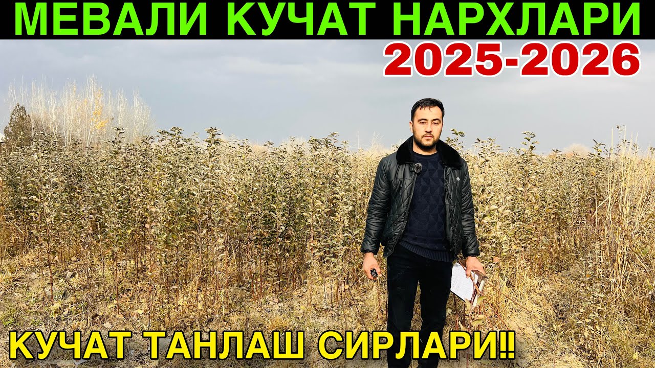 🌳 МЕВАЛИ КУЧАТ НАРХЛАРИ 2025 | САМАРКАНД | Мотрит кучатлари ОПТОМ &ndash; энг арзон жойи 💥