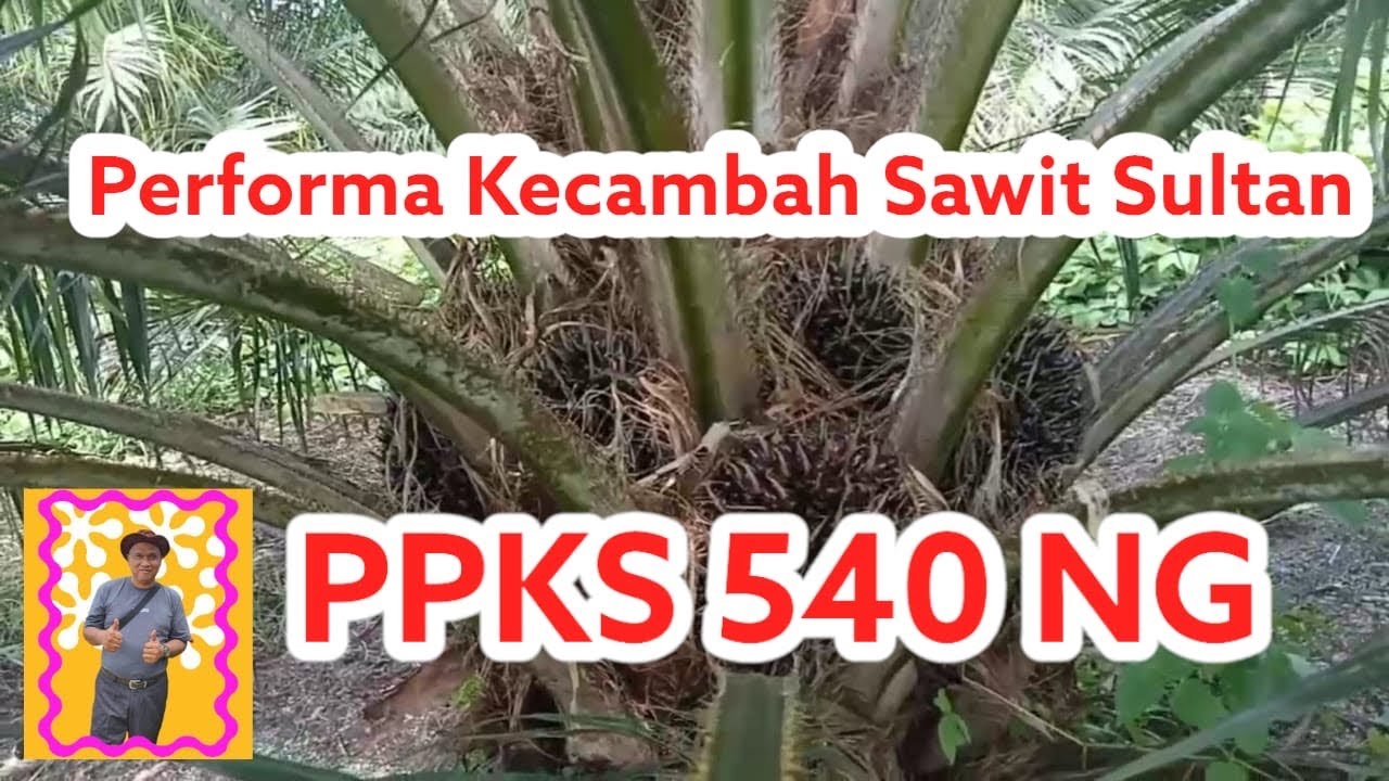Performa Kecambah Sawit Sultan : PPKS 540 NG !