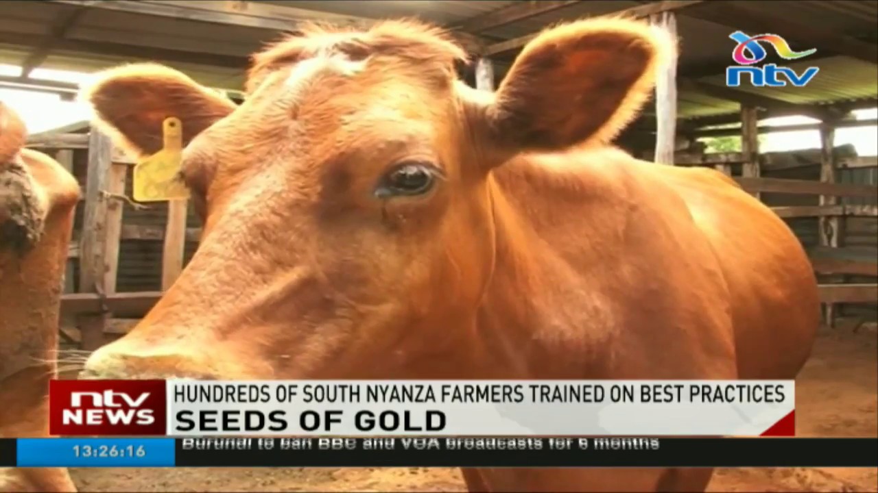 Seeds of gold: Hundreds of South Nyanza farmers trained