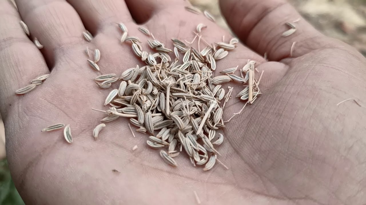 What does a caraway seed plant looks like? | caraway plant seeding 2020 | Pakistan